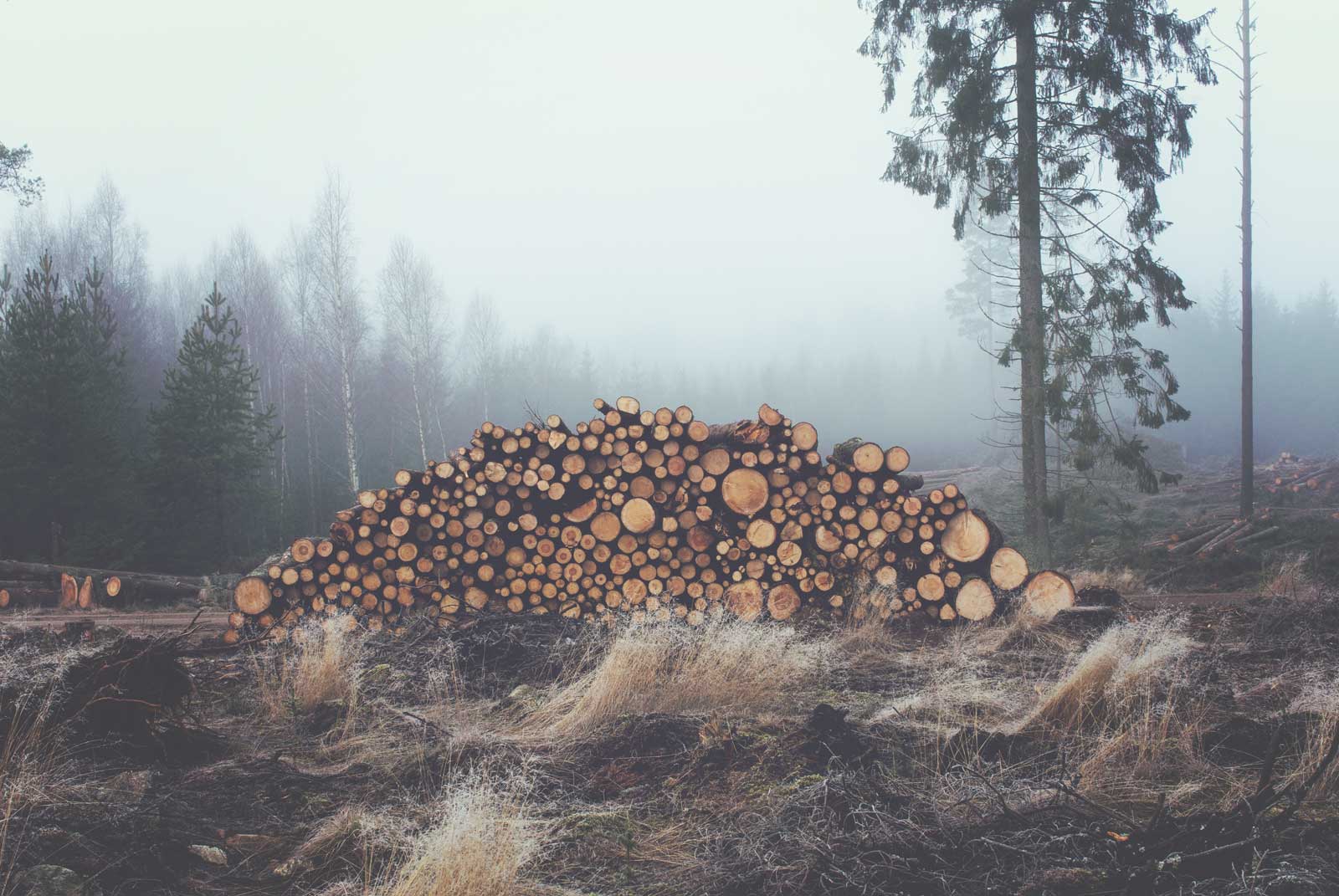 pile-of-logs